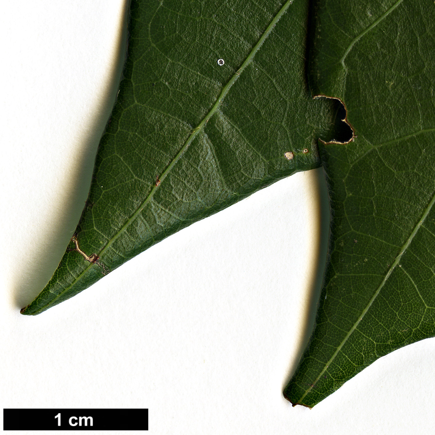 High resolution image: Family: Fagaceae - Genus: Quercus - Taxon: copeyensis